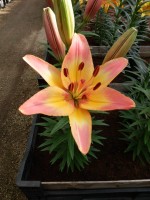 [5039 Lady Like No01.JPG]